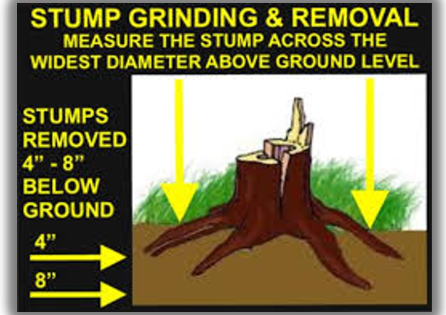 How to measure stump diameter